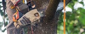 Why Choose Our Tree Removal Services in Chandler, OK?